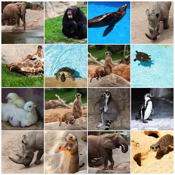 Collection Of Animals — Stock Photo, Image
