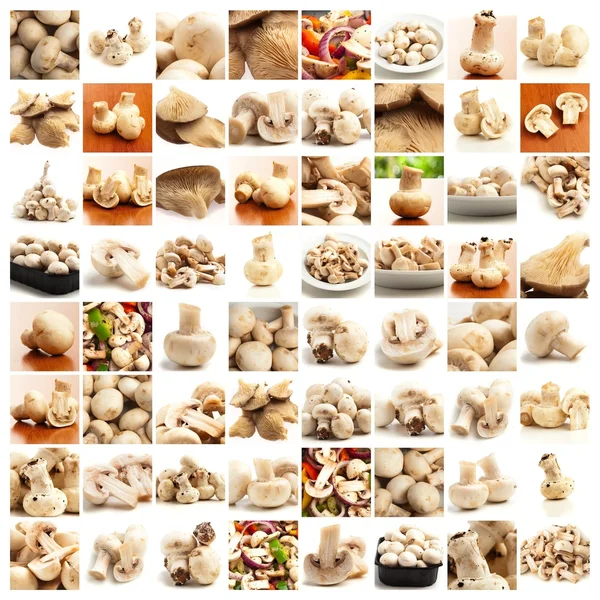 stock image Collection Of Mushroom