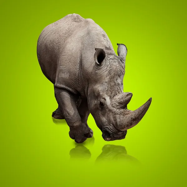 Portrét šedá nosorožce — Stock fotografie