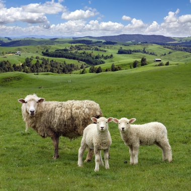 Sheep and wo lambs grazing on the picturesque landscape backgrou clipart