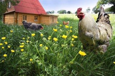 Free Range chickens clipart