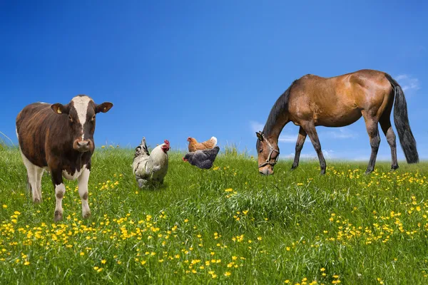 Фермерские животные — стоковое фото