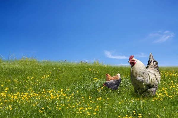 Chickens and cock on the green meadow — Stock Photo, Image