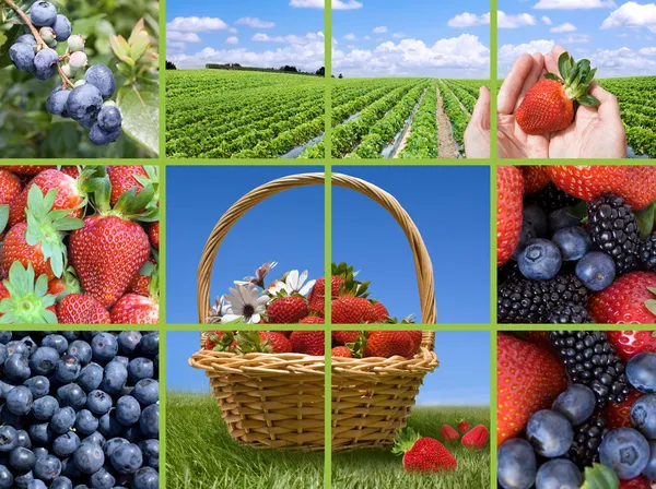 Berries collection collage — Stock Photo, Image