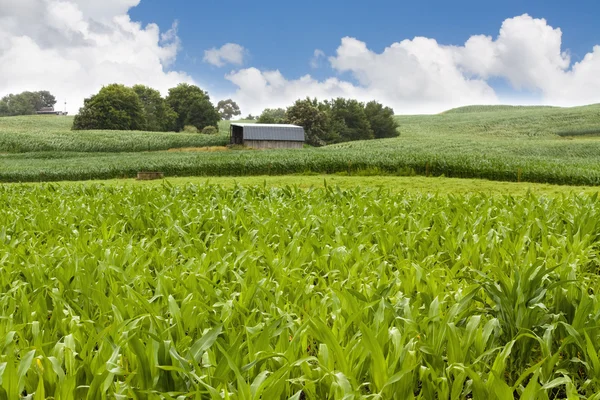 Barn corn field — Stock Photo, Image