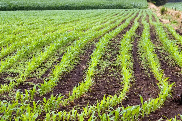 Campo de maíz primavera — Foto de Stock
