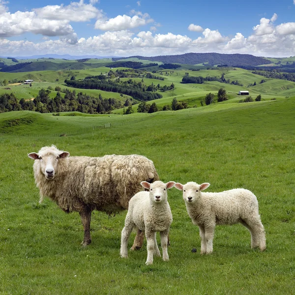 Schafe und zwei Lämmer grasen auf der malerischen Landschaft Backgrou — Stockfoto