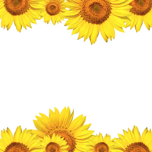 Arka plan ayçiçeği kartı — Stok fotoğraf