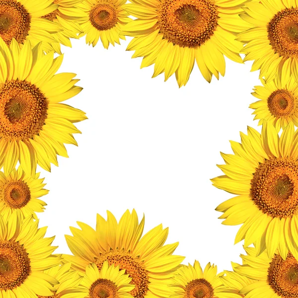 stock image Sunflowers frame card background