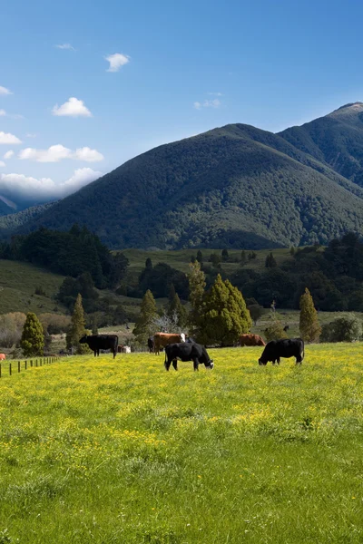 Hor malebné letní krajina pastvy krávy — Stock fotografie