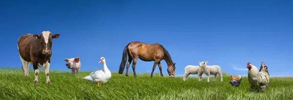 Farm animals Stock Image