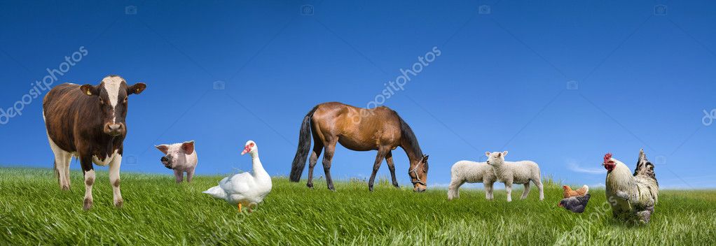 Animales de granja fotos de stock, imágenes de Animales de granja sin  royalties