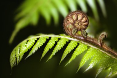 New Zealand iconic fern koru clipart