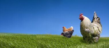 Tavuklar ve horozlar yeşil çayırda