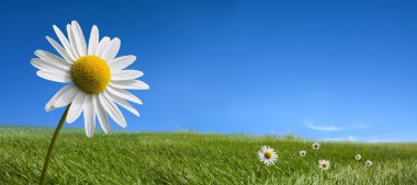 Picturesque summer landscape and daisy flowers clipart