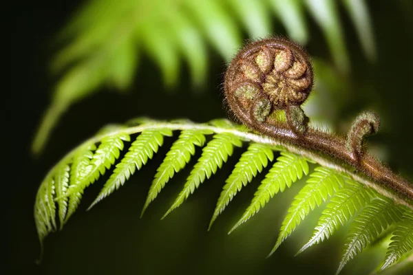 New Zealand iconic fern koru — Stock Photo, Image