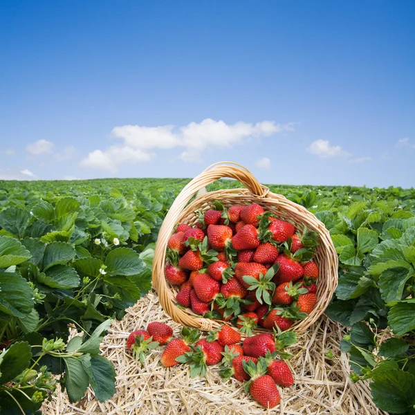 Aardbeien in de mand op het veld — Stockfoto