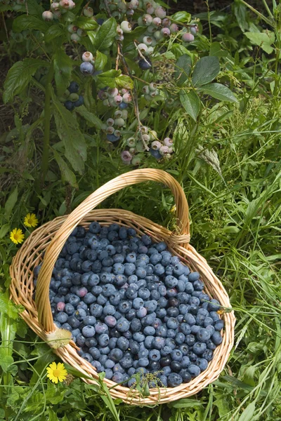 Blueberry bush blueberries basket — Stock Photo, Image
