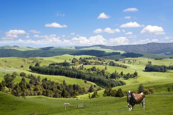 Bullen grasen auf dem malerischen Hintergrund der Landschaft — Stockfoto