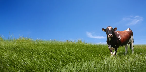 Stier grazen op groen veld — Stockfoto