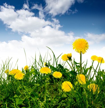 Dandelions in the meadow clipart