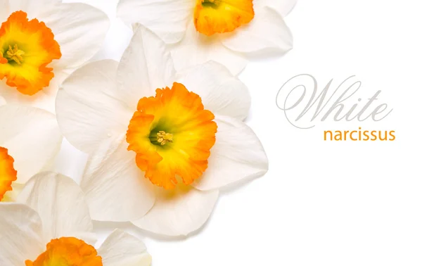 Narciso branco — Fotografia de Stock