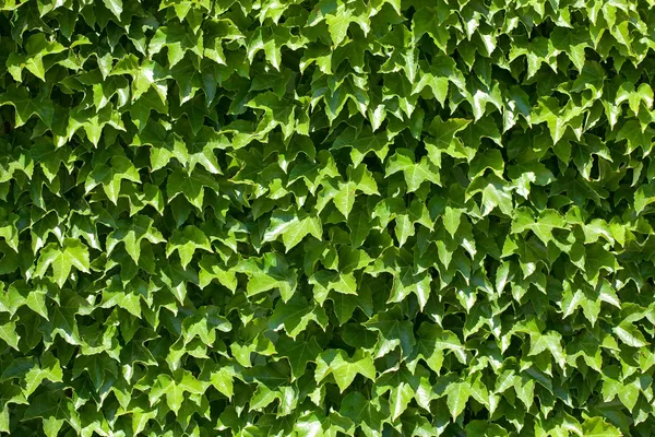 Pared verde — Foto de Stock