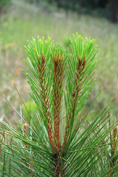 Parte superior de pino pequeño — Foto de Stock