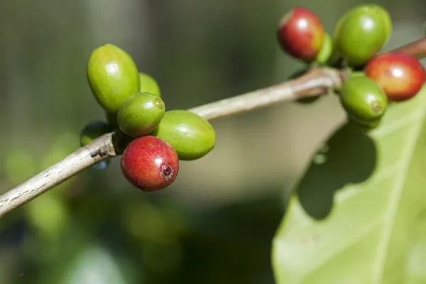 Granos de café madurando en planta — Foto de Stock