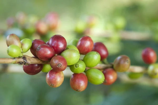 stock image Coffee beans ripening on plant