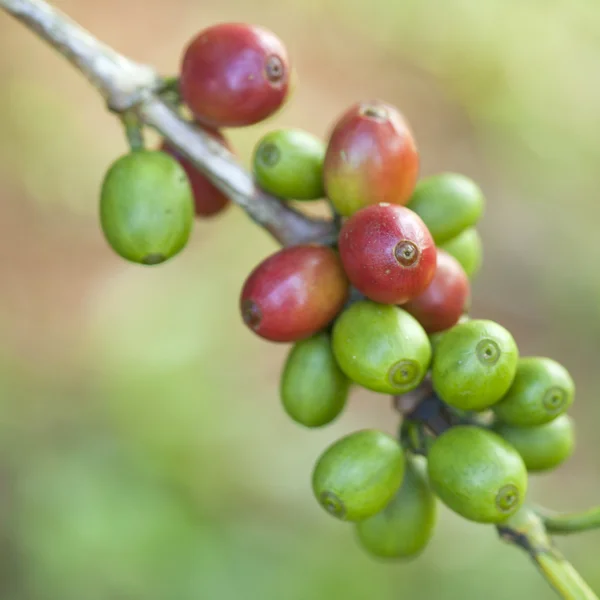 Coffee beans ripening on plant — Stock Photo, Image