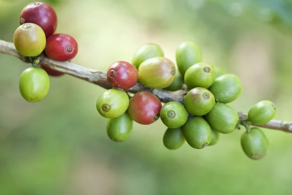 在植物成熟的咖啡豆 — 图库照片