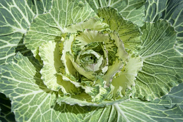 Sayuran bermekaran — Stok Foto