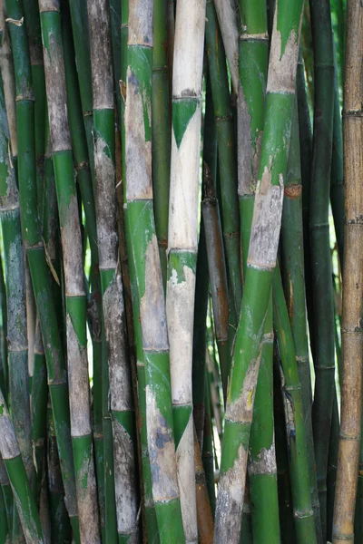 Bambù zen — Foto Stock