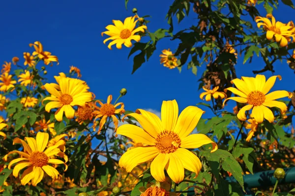 Zonnebloemen in het veld — Stockfoto