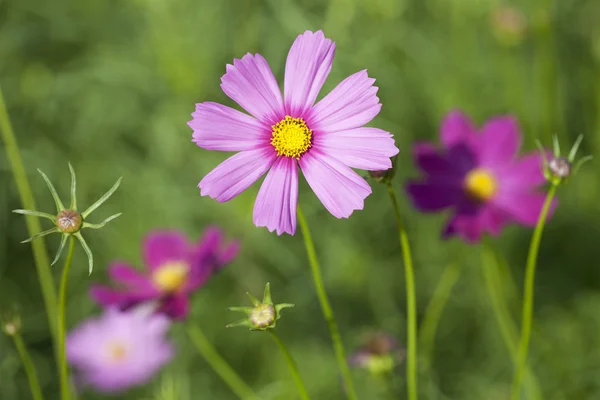 Rózsaszín kozmosz virágok — Stock Fotó