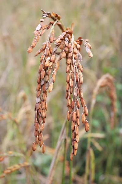 Close-up de arroz — Fotografia de Stock