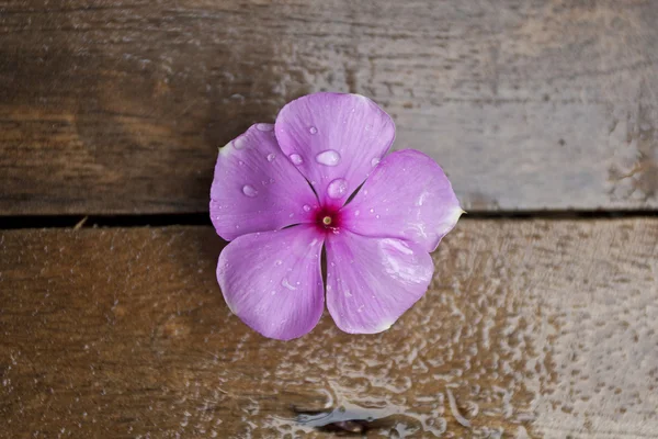Purple Periwinkle on Wood — Stock Photo, Image