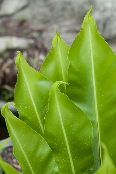 Duży zielony liść roślina — Zdjęcie stockowe
