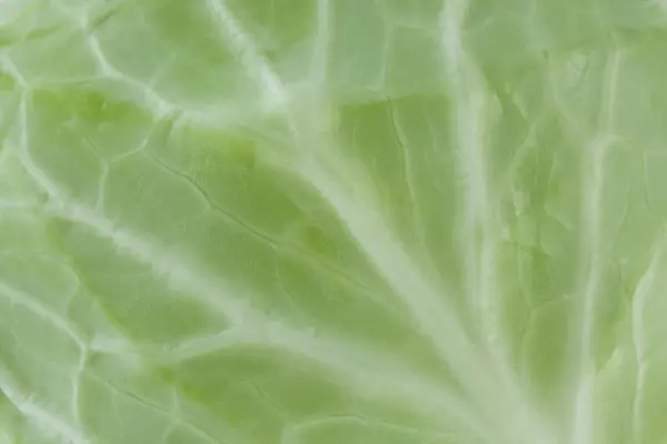 Зелений капуста лист — стокове фото