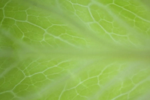 Green cabbage Leaf — Stock Photo, Image