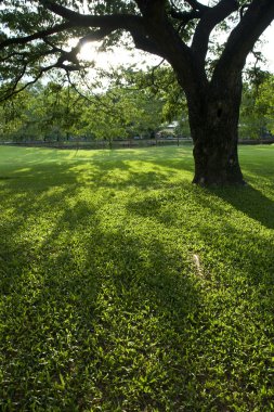 yeşil park