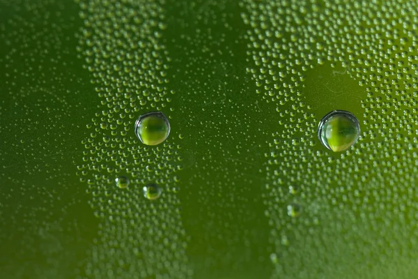 Waterdruppels op groen — Stockfoto