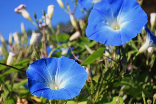 Μπλε λουλούδι εγκαταστάσεων αναρριχητικό φυτό — Φωτογραφία Αρχείου