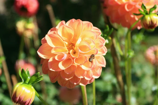 Abeja de miel en la flor de Dahlia — Foto de Stock