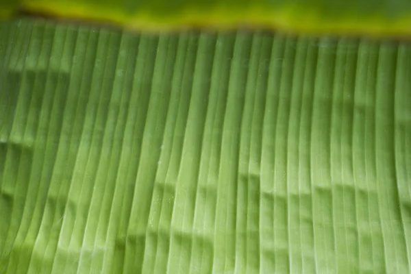 Банановый лист — стоковое фото