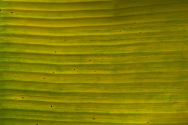 Liści bananów — Zdjęcie stockowe