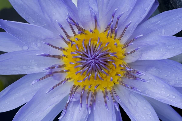 Голубая водяная лилия — стоковое фото