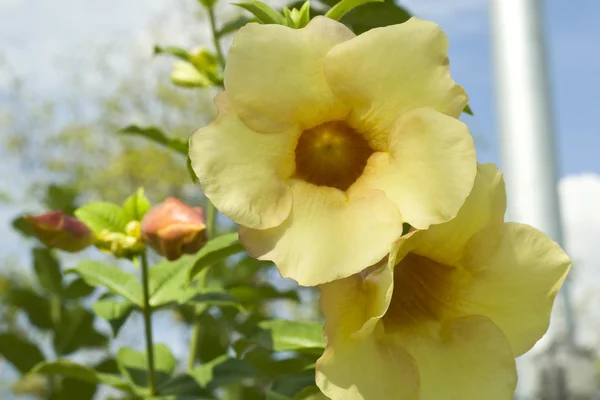 Flores de Allamanda — Fotografia de Stock