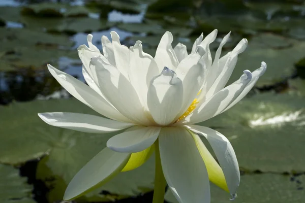 Lotus blanc — Photo